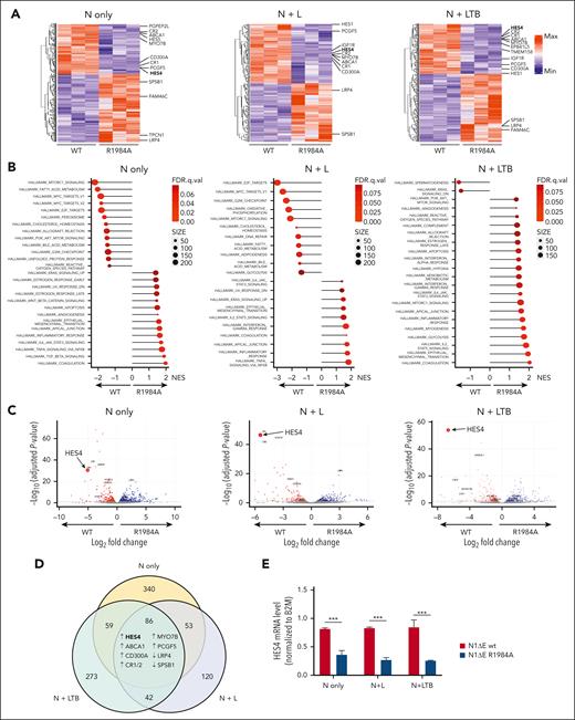 The HES4 transcription factor is a direct transcriptional target of NOTCH1 dimers. (A) Heat map and hierarchical clustering based on normalized values of the gene expression RNA-seq data. Human CB cells with N-only, N+L, or N+LTB viruses, expanded in vitro for up to 10 days for N-only and up to 15 days for the other 2 cell conditions, and followed by GFP+Cherry+ FACS before RNA isolation and sequencing. The differentially expressed genes, scaled to mean = 0 and standard deviation (SD) = 1, are represented (adjusted P value ≤.1 and logFC >0.5). The highlighted genes have a documented sequence-paired binding site (SPS) in the promoter region. (B) Lollipop plots of the Hallmark GeneSets found to be enriched in human NOTCH1-ΔE (wt)- or NOTCH1-ΔE-R1984A (R1984A)-transduced CB cells for each condition (N-only, N+L, or N+LTB) by Gene Set Enrichment Analysis (GSEA). (C) Volcano plot of differentially expressed genes (adjusted P value <.05) in human NOTCH1-ΔE (wt)- vs NOTCH1-ΔE-R1984A (R1984A)-transduced cell subsets for each condition (N-only, N+L or N+LTB). (D) Venn diagram showing the up- and downregulated genes with a recognized NOTcH1 SPS in the promoter region in human NOTCH1-ΔE (wt)-transduced CB cells in comparison with NOTCH1-ΔE-R1984A (R1984A)-transduced cell subsets that were identified in the RNA-seq data sets and shared across all 3 conditions (N-only, N+L, and N+LTB). (E) HES4 messenger RNA (mRNA) expression level in human NOTCH1-ΔE (wt) or NOTCH1-ΔE-R1984A (R1984A) transduced CB cells for each condition (N-only, N+L, or N+LTB) as reported in panel A. The transduced cells were sorted using FACS before performing the TaqMan reverse transcriptase-digital droplet polymerase chain reaction assay. The graphs report the result of 3 independent experiments performed in triplicate. ∗∗∗P < .001 (Student t test). FDR, false discovery rate; Max, maximum; Min, minimum; NES, normalized enrichment score.