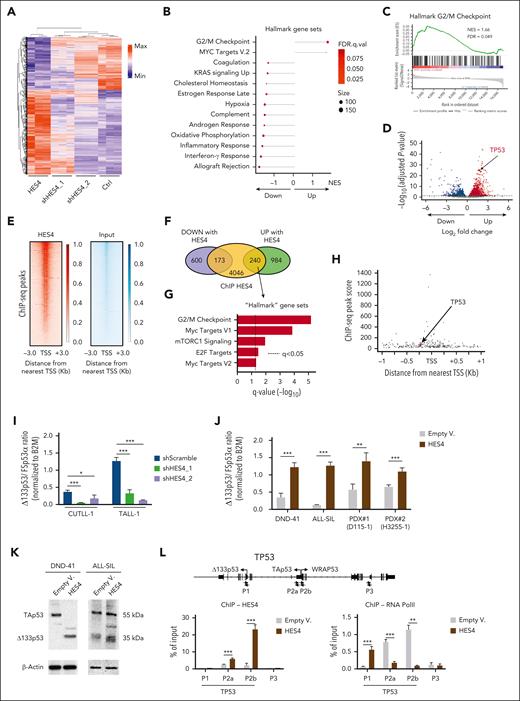 HES4 enforces the expression of the Δ133p53 isoform in CUTLL-1 human T-ALL cell line. (A) Heat map and hierarchical clustering of the gene expression RNA-seq data from the human CUTLL-1 cell line after transduction with the HES4/mTag2BFP, 2 shHES4/Cherry, or empty/Cherry (Ctrl) lentivectors as indicated. After 10 days from the transduction, mTag2BFP+ or Cherry+ cells were sorted using FACS for RNA isolation and sequencing. The top 2000 differentially expressed genes, scaled to mean = 0 and SD = 1, are represented (adjusted P value ≤.1). (B) Lollipop plots of the Hallmark GeneSets significantly enriched in CUTLL-1 cells by GSEA of genes identified in the analysis of the RNA-seq data. (C) GSEA showing the enrichment score for the Hallmark G2/M checkpoint gene signature obtained by analysis of the RNA-seq data in CUTLL-1 cells. (D) Volcano plot of up- and downregulated genes by HES4 expression in CUTLL-1 cells as determined by RNA-seq assay (adjusted P value <.05). (E) Heat map of the ChIP-seq reads for HES4 and input around the transcriptional starting site (TSS) in the CUTLL-1 cell line. Scales indicate the normalized counts in the ChIP-Seq signal. (F) Venn diagram showing the up- and downregulated genes following HES4 expression in CUTLL-1 cells, determined by RNA-seq, and the genes with HES4 peaks within 1 Kb around the TSS as determined by the ChIP-seq assay. (G) Plots of the Hallmark GeneSets significantly enriched in GSEA of upregulated genes (n.240) following HES4 expression in CUTLL-1 cells as identified by the integrated analysis of the RNA-seq and ChIP-seq data sets. (H) Location of predicted HES4 sites relative to the TSS, and the ChIP-seq peak score of up- and downregulated genes following HES4 expression in CUTLL-1 cells as determined by the RNA-Seq assay. (I-J) The Δ133p53 messenger RNA expression level in the CUTLL-1 and TALL-1 cell lines after transduction with the sh-scramble or shHES4 lentivectors as indicated (I) and in the DND-41 and ALL-SIL cell lines and 2 independent clones of PDXs after transduction with HES4 lentiviruses or the EV as control (J). Four days after the transduction, the cells were sorted using FACS for RNA isolation to perform the TaqMan reverse transcriptase-digital droplet polymerase chain reaction assay. The values in the plot indicate the ratio of Δ133p53 messenger RNA expression level over the full length FSp53α isoform, both normalized to B2M gene expression as control. In each data set, 3 biologic replicates for each condition are indicated. (K) The western blot analysis of the P53 isoforms in the DND-41 and ALL-SIL cell lines following transduction with the HES4 lentiviruses or EV as negative control. (L) ChIP-quantitative polymerase chain reaction (qPCR) analysis. Local ChIP was performed using antibodies against HES4 and RNA polymerase II in the DND-41 cell line after transduction with the HES4 lentiviruses or EV as negative control. In the schematic map of the TP53 human region, the primer pairs used for ChIP-qPCR assays are indicated by the small arrows. Values are expressed as a fraction of input DNA controls. Mean values are plotted for assays performed in triplicate. The error bars indicate the SD. ∗P < .05; ∗∗P < .01; ∗∗∗P < .001 (Student t test). FDR, false discovery rate q-value; Min, minimum; Max, maximum; NES, normalized enrichment score; PolII, polymerase II.