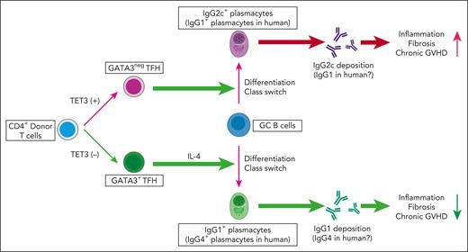 Schematic overview of the role of T-cell TET3 in TFH-cell differentiation, class switching, and the development of chronic GVHD after allogeneic hematopoietic cell transplantation. The figure was created using BioRender.com.
