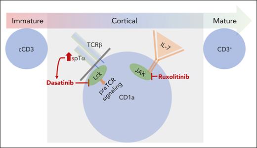 Surface expression of pTα predicts LCK activation, dependency on pre-TCR signaling, and clinical sensitivity to the TKI dasatinib in cortical phenotype T-ALL. In aberrantly pre-TCR and IL-7R coexpressing T-ALL, coinhibition of the IL-7R pathway via the JAK pathway inhibitor ruxolitinib provides therapeutic synergy.