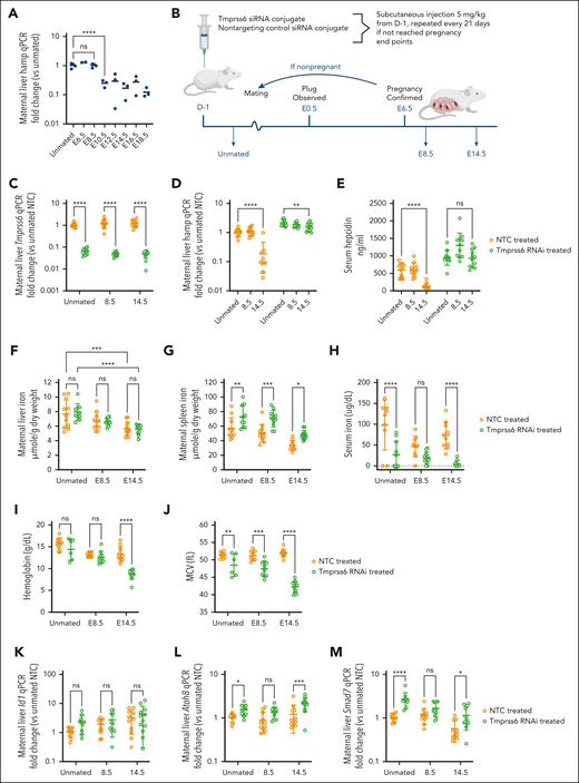 Tmprss6 silencing prevents maternal hepcidin degradation and modulates iron metabolism during pregnancy in mice. (A) Maternal hepatic Hamp transcription was measured by plug mating wild-type (WT) C57BL6/J mice and collecting a detailed time course. Data represent fold change (2–ddCt, in which ddCt was calculated using the unmated group as control). (B) Experimental design for C57BL6/J pregnant mice treated with either Tmprss6 siRNA (represented in green throughout) or NTC siRNA (represented with orange open circles throughout). (C) Liver Tmprss6 mRNA expression. Data represent fold change (2–ddCt, in which ddCt was calculated using the NTC-treated unmated group as control). (D) Maternal liver Hamp mRNA expression. Data represent fold change (2–ddCt, in which ddCt was calculated using the NTC-treated unmated group as control). (E) Serum hepcidin levels (nanograms per milliliter). (F) Maternal liver nonheme iron (micromoles per gram dry weight). (G) Maternal spleen nonheme iron (micromoles per gram dry weight). (H) Maternal serum iron (micrograms per deciliter). (I) Maternal hemoglobin concentration (grams per deciliter). (J) Maternal MCV (femtoliters). (K) Maternal liver Id1 mRNA expression. (L) Maternal liver Atoh8 mRNA expression. (M) Maternal liver Smad7 mRNA expression. Data represent fold change (2–ddCt, in which ddCt was calculated using the NTC-treated unmated group as control). Data points depict 1 mouse per point; capped bars denote mean ± standard deviation. Statistical differences between groups were tested by 1-way analysis of variance (ANOVA) in panel A or 2-way ANOVA in panels C-M and are represented as follows: ∗P < .05; ∗∗P < .01; ∗∗∗P < .001; ∗∗∗∗P < .0001. ns, not significant; RNAi, RNA interference.