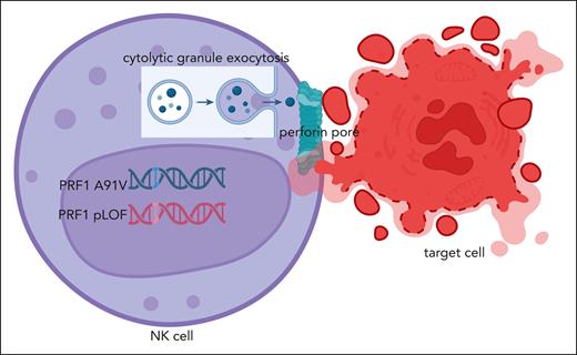 Perforin-mediated cytolysis. An NK cell possessing the PRF1 A91V/pLOF genotype is activated upon recognition of its target cell, resulting in cytolytic granule exocytosis. Perforin is released along with granzyme to the immunologic synapse between the cells for perforin to form a pore/channel between the cells, which allows for for granzyme delivery triggering apoptosis of the target cell. Figure created with BioRender via subscription to the University of Alabama at Birmingham.