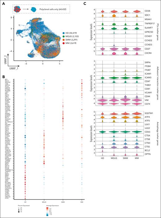 Polyclonal cell selection and marker genes expression by clinical stages. (A) UMAP of scRNA-seq data of pPCs with colors indicating clinical clusters. Numerical values are reported for each category. (B) Dot plot displaying the top 20 marker genes that distinguish each clinical state. The x-axis lists the clinical category, whereas the y-axis lists gene names. Circle size corresponds to the number of cells in the category expressing the gene of interest, whereas the color shade correlates with the level of expression. (C) Violin plot showing expression pattern of selected PCs, adhesion/interaction, and autophagy marker genes across all the clinical stages.