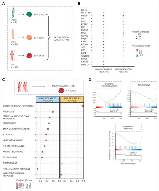 Transcriptomic landscape of immunoparesis. (A) Cartoon showing the pathological subset of patients (MGUS, SMM, and MM), for downstream DE analyses. Color code as shown in Figure 1C. (B) Dot plot of top 10 marker genes that distinguish patients with and without immunoparesis. The x-axis lists the clinical category, whereas the y-axis lists gene names. Circle size corresponds to the number of cells in the category expressing the gene of interest, whereas shade correlates with the level of expression. (C) DE analysis comparing the patients with or without immunoparesis within a symptomatic subset of patients, using Wilcoxon rank sum test, with adjusted P value Benjamini-Hochberg correction. No immunoparesis, blue; immunoparesis, yellow. (D) GSEA on the genes ranked by their contribution to hallmark oxidative phosphorylation, complement and IFN-γ response. NES, normalized enrichment score.