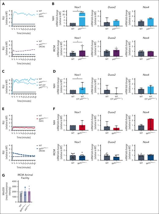 Colitogenic microbiotas increase superoxide production at the intestinal epithelial barrier and are associated with altered patterns of NAD phosphate oxidase gene expression. Superoxide (O2–) production measured in RLU, normalized to WT mice, performed on CECs sorted from p47phox–/– mice at IRCM or the NIH (A), WT mice cross-fostered with p47phox–/– mice from the NIH (CF p47phox–/–) (C), and gp91phox–/– mice at IRCM or the NIH (E) after DSS colitis induction. The data are from 2 independent experiments for IRCM mice and 1 experiment for the NIH mice (n = 3-5 mice per group). (B,D,F) NOX isoform messenger RNA expression levels relative to WT mice in indicated mice from IRCM (n = 5-9) and the NIH (n = 3). The data are presented as medians with interquartile ranges and represent 1 to 2 independent experiments. Significance was determined using the Mann-Whitney U test (∗P < .05). (G) Relative mitochondrial ROS levels measured by MitoSOX in CECs sorted from WT, gp91phox–/–, and p47phox–/– mice from IRCM after DSS colitis induction (n = 3-4). RLU, relative light units.