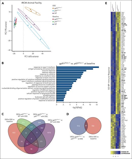 RNA-seq reveals a differential genotype-driven transcriptome at the intestinal epithelial barrier. RNA-seq was performed on CECs sorted from WT, gp91phox–/–, and p47phox–/– mice from IRCM at baseline and after DSS treatment (n = 3). (A) PCA of CEC transcriptomes; each dot represents 1 mouse. The cumulative Q2 and R2 values for PC1 were 0.596 and 0.659, respectively, and 0.591 and 0.752 for PC2. (B) The bar graph represents the top 20 (out of 167) significant pathways generated by Gene Ontology Biological Process (GO:BP) analysis of the 46 DEGs between gp91phox–/– and p47phox–/– mice at baseline. The top 20 enriched GO:BP terms were selected to avoid redundancy while keeping the most general terms. (C) Venn diagram showing 865 DEGs common to all baseline and DSS comparisons (red ellipse; WT DSS vs WT baseline, gp91phox–/– DSS vs gp91phox–/– baseline, p47phox–/– DSS vs p47phox–/– baseline), and number of DEGs identified in the following 3 comparisons: p47phox–/– vs WT with DSS (green ellipse), gp91phox–/– vs p47phox–/– with DSS (blue ellipse), and gp91phox–/– vs WT with DSS (purple ellipse). (D) Venn diagram extracted from panel C showing the 912 DEGs in the gp91phox–/– vs p47phox–/– samples with DSS comparison after exclusion of 865 common DSS-induced genes. All numbers indicate significant DEGs (P < .05) across comparisons. DEGs from each comparison are listed in supplemental Tables 2 and 3. (E) Heat map showing the expression levels of DEGs (from the 912 DEGs derived from the gp91phox–/– vs p47phox–/– with DSS comparison) involved in the immune response pathway according to the GO:BP analysis. Each column represents a mouse and each row a gene. The ranges of gene expression are shown; blue indicates high expression and yellow indicates low expression. padj, adjusted P value; PC1, principal component 1; PC2, principal component 2.
