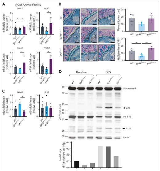 Evaluation of the responses to colitogenic microbiota at the intestinal barrier identified by RNA-seq. (A) Fold change relative to the WT in the genes related to mucus production in CECs from IRCM WT, gp91phox–/–, and p47phox–/– mice treated with DSS (n = 4-5). The data represent medians with interquartile ranges. Significance was determined using the Kruskal-Wallis test (∗P < .05). (B) Alcian blue staining of distal colon sections containing a fecal pellet harvested from IRCM WT, gp91phox–/–, and p47phox–/– mice treated with DSS (left). Black lines delineate the mucus layer. Scale bars, 50 μm. Bar graphs show the mucus thickness measurement and goblet cell count in the same high-power field for all mice (right, n = 3 per group). Significance was determined using a 1-way ANOVA test (∗P < .05; ∗∗P < .01). (C) Fold change relative to the WT of genes related to inflammasome activation in CECs from IRCM WT, gp91phox–/–, and p47phox–/– mice treated with DSS (n = 4-5). (D) Western blot analysis of CEC lysates showing the expression of IL-1β (pro and active form), caspase-1 (procaspase-1 and active p20 fragment), and β-actin (loading control). Active forms of caspase-1 and secreted IL-1β are indicated with the black arrowhead. Bar graph represents the quantification of the IL-1β band intensity as fold change normalized to pro–IL-1β.