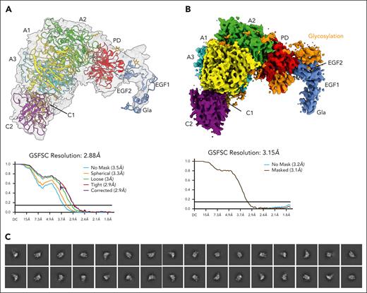 Cryo-EM structure of the FVa-APC complex. The cryo-EM structure of the FVa-APC complex solved at atomic (3.15 Å) resolution reveals the A1-A2-A3-C1-C2 assembly of FVa and the Gla-EGF1-EGF2-PD assembly of APC. (A) Electron density map and atomic model of the complex showing the unsharpened consensus map (gray, EMD-48439) with embedded model (PDB 9MOV) as a cartoon representation (top). Constitutive domains are colored in yellow (A1), green (A2), cyan (A3), brown (C1), purple (C2) for FVa, red (PD), and blue (Gla, EGF1, and EGF2) for APC. GSFSC for the unsharpened map (bottom). (B) Electron density map from 3D flexible refinement showing the DeepEMhancer sharpened map (EMD-48481) of the FVa-APC complex with domains (top) colored as in panel A. Sites of glycosylation appearing as bulges in the unsharpened map in panel A are colored in orange. GSFSC for the sharpened map (bottom). (C) Representative reference model-free 2D class averages. GSFSC, gold-standard Fourier shell correlation.