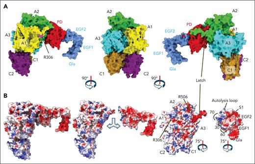 Electrostatics of the FVa-APC complex. Relevant domains and structural epitopes are labeled for FVa (A1, A2, A3, C1, and C2 domains; latch, sites of cleavage at R306 and R506) and APC (PD, EGF1, EGF2, and Gla domains; S1 site, 30-, 60-, 70-, and autolysis loop). (A) Surface representation of the cryo-EM structure of the FVa-APC complex (PDB 9MOV) oriented as in Figure 1A (left) or showing the back of FVa in the complex after counterclockwise 90° rotation (center). A further 90° counterclockwise rotation exposes the 654VKCIPDDDEDSYEIFEP670 segment or “latch” of the A2 domain positioned over the PD of APC (right). (B) Electrostatic potential surface maps calculated in UCSF ChimeraX according to the Coulomb law for the FVa-APC complex in the same orientation as panel A (left). The 2 proteins are pulled apart (middle) to reveal a small electropositive epitope of APC defining the surface of interaction with FVa that becomes more evident after 75° rotation of FVa and APC in opposite directions (right). The surface is defined by region around R506 of FVa docking into the S1 site of APC and the electronegative latch docking as an exosite ligand onto the electropositive 70-loop of the enzyme.
