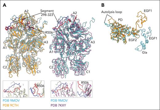 Comparison of FVa and APC in the complex with other structures. (A) Cartoon rendering of the structure of FVa in the FVa-APC complex (cyan) overlaid with that of FVa in the prothrombinase complex (brown; left, PDB 9CTH)5,7 or free FVa (magenta; right, PDB 7KXY).4 Relevant PDB files used in the overlays are noted. Differences induced by APC binding (RMSD of 3.97 Å over 1197 Cα atoms vs FVa in the prothrombinase complex, left; RMSD of 2.64 Å over 985 Cα atoms vs free FVa, right) include a slight upward shift of the loops facing the membrane in the C domains. In the A1 domain, the site of APC cleavage at R306 becomes more exposed (72% vs 32%) to solvent and the segment 305TRNLKKITREQRRHM319 (blue vs red in the aligned structures, top, and insets, bottom) is pushed upward >4 Å because of interaction with APC. The critical A2 domain containing the site of APC cleavage at R506 features a drastic displacement of the 654VKCIPDDDEDSYEIFEP670 latch that functions as an exosite ligand binding to APC (Figure 2; supplemental Figure 1). Residue R506 (insets) moves 10 Å relative to the position in the prothrombinase complex (left) or 15 Å relative to the position in free FVa (right) to dock into the APC active site (Figure 6). (B) Cartoon rendering of the structure of APC in the FVa-APC complex (cyan) overlaid with that of APC bound to PPACK (brown) and lacking the Gla domain.28,29 The 2 structures overlap considerably in the PD (RMSD of 0.81 Å over 197 Cα atoms), with catalytic residues, oxyanion hole, and primary specificity pocket well organized for catalysis. The most notable difference involves a drastic rearrangement of the autolysis loop 304SSREKEAKRNRTF316 (c145-c153; RMSD of 4.39 Å over 13 Cα atoms) induced by binding of the latch of FVa (Figure 5). The rest of the APC structure aligns well with the PPACK-bound form in the EGF2 domain but diverges drastically at the level of the EGF1 domain. The Gla domain of APC is resolved, to our knowledge, for the first time in the FVa-APC complex and is not aligned with the main axis of the protein. The curved arrangement is similar to that recently reported for FXa, bound to FVa in the prothrombinase complex5,7 or free in solution,62 and to the closed form of prothrombin.5,7,63 The arrangement is also consistent with single molecule measurements of APC.46