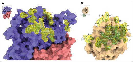 Surface of interaction between FVa and APC. Both FVa (A) and APC (B) are shown facing the reader (small insets) to expose the surface of interaction (zoom sections) and its constituent residues (green sticks surrounded by yellow density) involved in contacts within 4.0 Å (Figure 5; Table 2). (A) Residues of FVa involved in APC binding include the region around the site of cleavage at R506 (Figure 6A) and residues within the 310 and 380 segments. In the latch, only residues D660 and E669 make direct interactions with APC. (B) Residues of APC involved in FVa binding include the autolysis loop (300 segment), the 30-loop (190 segment), the 60-loop (210 segment), the 70-loop (230 segment), and the active site housing D354(c189) in the S1 site.