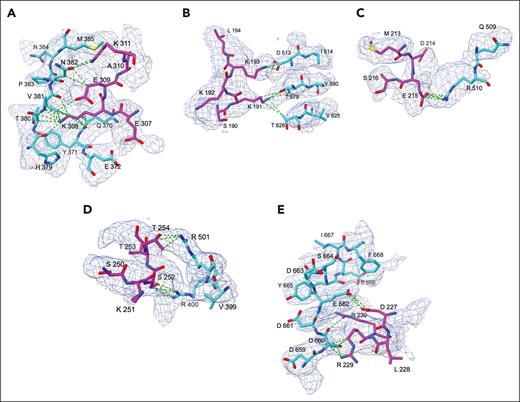 Molecular interactions at the FVa-APC interface. Representative interactions at the interface between FVa (cyan sticks) and APC (magenta sticks), also shown in Figure 4 and detailed in Table 2. (A) Interactions between residues H379, V381, N382, and M385 of FVa with the autolysis loop of APC. (B) Interactions between residues D513, T579, and T626 of FVa with the 30-loop of APC. (C) Interactions between residue R510 of FVa with the 60-loop of APC. (D) Interactions between residues R400 and R501 of FVa with the 90-loop of APC. (E) Interactions between residues D660, E662, and E666 of the latch of FVa with the 70-loop of APC.