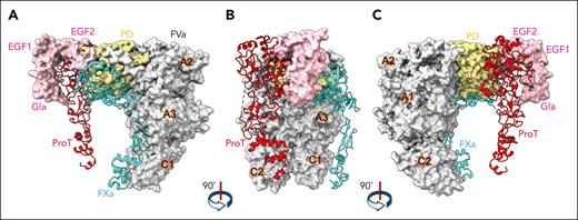 Mutually exclusive binding of APC and FXa to FVa. (A-C) Overlay of the FVa-APC complex (surface) with proT (red cartoon) and FXa (cyan cartoon) bound to FVa in the proT-prothrombinase complex5,7 in different views (A, right; B, front; C, left). Binding of FXa to the negatively charged region of the A2 domain of FVa directly competes for APC binding and explains why cleavage at R506 and inactivation of FVa are impeded in the prothrombinase complex.27 Interestingly, APC would also compete for binding with the PD of proT but not with the auxiliary Kringles and Gla domain of this zymogen. proT, prothrombin.