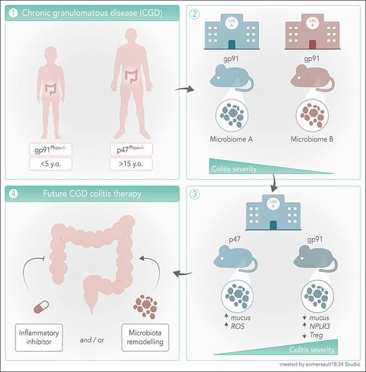 Patients carrying the X-linked CYBB/GP91PHOX mutation of NOX2 develop a more severe IBD at an earlier age than those carrying the autosomal NCF1/P47PHOX mutation. The genotype shapes the inflammatory response against colitogenic microbiota and determines the severity of colitis, by altering mucus production, activating the inflammasome, and reducing the anti-inflammatory Treg and dendritic cell pools. Inhibition of inflammasome activation and dietary changes to reverse dysbiosis could open new therapeutic perspective for IBD in CGD.