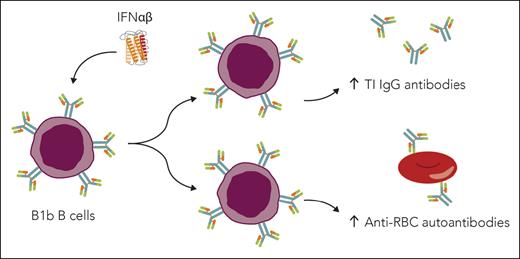 Type 1 interferons (IFNαβ) promote B1b cell skewing, T-independent (TI) antibody responses, and RBC autoantibody production in SCD. Elevated B1b cells correlate with increased anti-RBC antibodies in patients with SCD. IFNαβ promote production of B1b B cells, which contribute to TI IgG antibody responses and anti-RBC antibody production in mice with SCD. Professional illustration by Somersault18:24.
