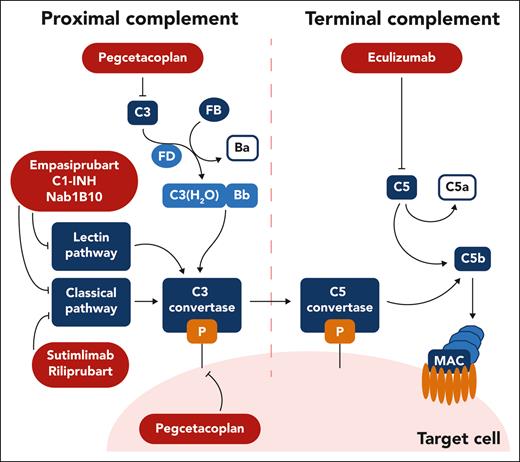 Schema of complement therapeutic targets under study for autoimmune hemolytic anemia. Complement inhibitors are summarized according to their target and the step of the complement pathway it involves. Ecullizumab inhibits C5; pegcetacoplan inhibits C3 and C3 convertase activity; sutimlimab and riliprubart inhibit C1s of the classic pathway; empasiprubart and Nab1B10 inhibit C2 targeting the classic and lectin pathway; C1-INH inhibits C1r, C1s, and mannan-binding lectin serine proteases 1 and 2, targeting the classic and lectin pathway. Professional illustration by Somersault18:24.