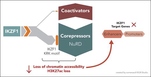 Schematic representation of IKZF1-mediated gene regulation in B-cell development. IKZF1 primarily interacts with corepressors rather than coactivators. The KRK residues in the conserved helical motifs of IKZF1 mediate its interaction mainly with the NuRD complex. IKZF1 represses target genes by reducing chromatin accessibility and H3K27ac levels, particularly at enhancers rather than promoters.