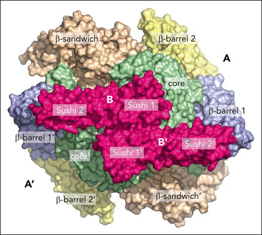 Cryo-EM structure of the A2B2 heterotetramer of FXIII showing the arrangement of the 2 A subunits, with the 4 constitutive domains and the 2 B subunits containing Sushi domains 1 and 2 visible in the high-resolution (2.4-Å) structure. Note the highly symmetric assembly with the B subunits bridging the core domains of the A subunits.