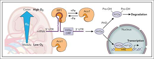 Regulation of the Hif2α subunit in the kidney. Translational regulation: Binding of IRP1 to the 5’ RNA stem-loop of Hif2α inhibits its translation. The conformational change of IRP1 between its RNA-binding form (IRP1) and its cytosolic Aco1 form is an iron-sensing mechanism that functions only in the presence of sufficient oxygen or reactive oxygen/nitrogen species. The steep oxygen gradient in the kidney suggests that the regulatory range of IRP1 may vary depending on its specific location within the tissue. Degradational regulation: All 3 Hifα subunits undergo degradational regulation by prolyl hydroxylases (PHDs), which are activated in the presence of oxygen and iron. HRE, hypoxia-responsive element; UTR, untranslated region. Professional illustration by Patrick Lane, ScEYEnce Studios.