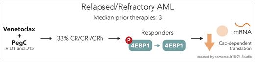 The treatment regimen of venetoclax and PegC led to a 33% CR, CRi, or CRh. Patients who responded to this therapy showed dephosphorylation of the translation initiation factor 4EBP1 in AML cells, leading to a decrease in cap-dependent translation. mRNA, messenger RNA.