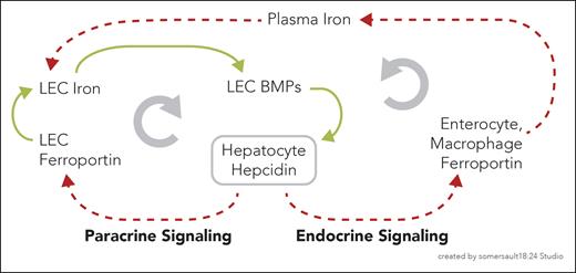 Model of positive (paracrine) and negative (endocrine) feedback between hepatocellular hepcidin and LEC BMPs. The downstream consequences of hepcidin on LEC BMP production are presented as opposing paracrine (clockwise) and endocrine (counterclockwise) regulatory loops. In the paracrine loop, hepcidin blocks or degrades LEC ferroportin and increases LEC iron. Increased LEC iron increases production of BMPs, which upregulate hepatocellular hepcidin. In the endocrine loop hepcidin blocks or degrades ferroportin on duodenal enterocytes and reticuloendothelial macrophages. Iron retention in these cells decreases plasma iron, and thus LEC iron uptake, to attenuate LEC BMP production and hepatocyte hepcidin expression. Green = promoting; red and dashed = attenuating.