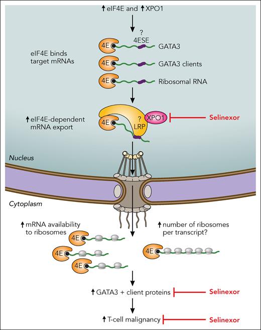Model of eIF4E/XPO1 export pathway and its implications for GATA3 protein production. 4E, eIF4E; 4ESE, the eIF4E sensitivity element (purple) in the mRNA (green); the black ball on the RNA, the m7G cap; LRP, LRPPRC; ?, suggested by the data but needs to be directly examined. Professional illustration by Patrick Lane, ScEYEnce Studios.