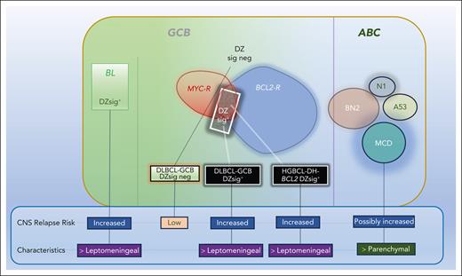 Impact of DZsig+ on CNS relapse in aggressive B-cell lymphoma. BL and HGBCL-DH-BCL2 are typically DZsig+ and associated with increased CNS relapse compared with DZsig− GCB-DLBCL. DZsig+ is associated with leptomeningeal relapses compared with subtypes of ABC-DLBCL.