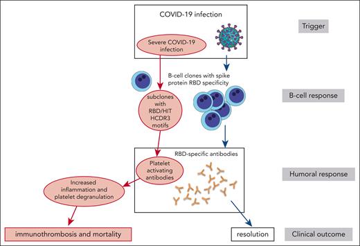 Antibody responses in COVID-19: clones specific to the spike protein RBD antibodies develop in most patients in response to COVID-19 infection. A subset of these overlap with cross-reactivity to PF4/heparin antibodies as seen in HIT. The B-cell clones that express these antibodies contain HCDR3 regions with motifs seen in HIT such as “RKH” and “Y5.” Some of these antibodies can activate platelets in a modified assay (PEACpG) and may participate in the immunothrombosis-driven coagulopathy that is associated with severe COVID-19 infection. Servier Medical Art Creative Commons Attribution 3.0 France.