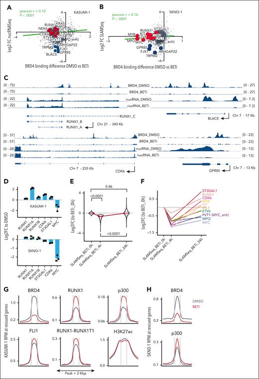 Compensation for the exclusion of BRD4 from chromatin via BET inhibition occurs through acute redistribution of p300 to critical AML maintenance genes. (A) Correlation of nuclear RNA-Seq (nucRNA-Seq) with BRD4 binding dynamics in DMSO vs BETi-treated KASUMI-1 cells. Shown are signals that matched to both BRD4 and nucRNA-Seq peaks. Signals were annotated to the nearest promoters. (B) Correlation of SLAM-Seq with BRD4 binding dynamics in DMSO vs BETi-treated SKNO1 cells. BRD4 peaks were annotated to the nearest promoters and matched to the corresponding 3’UTR regions from SLAM-Seq. (C) Examples of BRD4 binding and nucRNA-Seq profiles in DMSO and BETi-treated KASUMI-1 cells to demonstrate the rescue of messenger RNA production at/near promoters of the main RUNX1 isoforms and CDK6 upon BETi but not at/near the BLACE or GPR85 promoters. (D) Analysis of qPCR expression of the indicated transcripts/genes in KASUMI-1 and SKNO1 cells after treatment with either DMSO or BETi (24 hours). Shown are log2 fold changes (FCs) normalized to DMSO-treated controls and standard deviation (SD) from 3 biological replicates. (E) SLAM-Seq intensity at the 933 rescued genes at 0 hour (DMSO), 4 hours, and 24 hours after BET inhibition. Shown are log2 FC ratios compared with 0 hour (DMSO-treated controls). Three biological replicates were acquired per condition/time point. (F) SLAM-Seq intensity at the indicated exemplar rescued genes at 0 hour (DMSO), 4 hours, and 24 hours after BET inhibition. Shown are log2 FC ratios compared with 0 hours (DMSO-treated controls). Three biological replicates were acquired per condition/time point. (G) Average binding curve profiles for BRD4, p300, RUNX1, FLI1, RUNX1-RUNX1T1, and H3K27ac in DMSO and BETi-treated KASUMI-1 cells, to demonstrate the BETi-triggered increase of p300 and RUNX1 binding at/near the rescued genes. (H) Average binding curve profiles for BRD4 and p300 in DMSO and BETi-treated SKNO1 cells, to demonstrate the BETi-triggered increase of p300 binding at/near the rescued genes. Chr, chromosome.