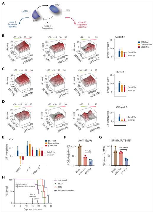 Sequential pharmacological BET inhibition followed by p300 inhibition synergistically/optimally suppresses AML proliferation. (A) Schema of the approach adopted to inhibit the proposed feedback rescue loop to p300 after BETi. In total, 6 cells lines were treated, each in 3 biological replicates with the 2 inhibitors at each 4 doses and DMSO (20 combinations) in 3 temporal sequences: mode 1, BETi sequentially followed by p300i; mode 2, both inhibitors concomitantly; and mode 3, p300i sequentially followed by BETi. (B-D) Three-dimensional diffusion plots indicating maximal synergy scores (right) of combined treatment with BETi and p300i in the indicated orders and cell lines. Treatment efficiency was measured with CellTiterGlo at day 5 after the beginning of the first treatment. For the sequential treatment modes, the second compound was added 48 hours after the initial treatment commencement. Shown are averages and (for bar plots) SD from 3 biological/experimental replicates. ZIP scores >10 were considered synergistic, whereas ZIP scores less than –10 were antagonistic. (E) Plots of synergy scores of combined treatment with BETi and p300i in the indicated orders and cell lines. Treatment efficiency was measured with CellTiterGlo at day 5 after the beginning of the first treatment. For the sequential treatment modes, the second compound was added 48 hours after treatment began. Shown are averages and SD from 3 biological/experimental replicates. (F) Analysis of colony formation of Aml1-Eto9a–transformed murine AML cells after 2 rounds of plating and treatment with either DMSO in both plates, BETi followed by p300i, or vice versa. Shown are mean percentages normalized to DMSO and SD from 3 biological replicates. In each plating, treatment was performed for 7 days in methylcellulose. (G) Analysis of colony formation of Npm1c/Flt3-ITD murine AML cells after 2 rounds of plating and treatment with either DMSO in both plates, BETi followed by p300i, or vice versa. Shown are mean percentages normalized to DMSO and SD from 3 biological replicates. In each plating, treatment was performed for 7 days in methylcellulose. (H) Nod-scid gamma (NSG) mice that underwent tertiary transplant with Aml1-Eto9a were allocated to 4 treatment groups (untreated, n = 5; BETi treated, n = 4; p300i treated, n = 4; and sequentially combined treated, n = 4). Shown is the Kaplan-Meier plot of survival with log-rank P values (Mantel-Cox and trend). One mouse in the sequential combined treatment group was censored due to death to AML-unrelated reasons on day 23.