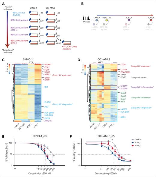 p300i is invariably effective during early stages of resistance to BET inhibition. (A) Graphical schema of the experimental approach to induce and store cells at all stages of resistance to BETi in SKNO1 and OCI-AML3 cells. (B) Experimental approach to the assessment of transcriptional changes via RNA-Seq during the longitudinal scale of establishment of resistance to BETi. To avoid putative sequencing-related batch effects, these experiments were directly performed in conjunction with matched p300i-treated (24 hours) samples (shown with lower opacity). All RNA-Seq experiments were performed on 3 biological replicates that were raised from individual wells (altogether 24 RNA-Seq samples per model). (C-D) Variance by nonsupervized hierarchical clustering of the 100 most variable genes in DMSO, BETi_72h, IC50_r, and IC90_r isogenic SKNO1 (C) and OCI-AML3 (D) cells. (E-F) Assessment of cell proliferation of the indicated isogenic SKNO1 (E) and OCI-AML3 (F) cell lines after 72 hours (for SKNO1) and 120 hours (for OCI-AML3) of p300i treatment. Shown are mean percentages normalized to DMSO-treated controls and SD from 3 biological replicates.