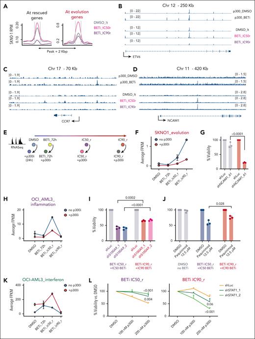 p300 regulates multiple downstream mediators of BETi resistance. (A) Average binding curve profiles for p300 in the indicated isogenic SKNO1 with different degrees of BETi resistance, centered at/around regulatory regions of the rescued (left) and evolution (right) genes. (B-D) Examples of binding kinetics of p300 at ETV6 (a rescued gene) (B), CCR7 (an evolution gene) (C), and NCAM1 (an evolution gene) (D) in BETi-sensitive and BETi-resistant settings. (E) Continued from Figure 5B, experimental approach to the assessment of transcriptional changes during the longitudinal scale of establishment of resistance to BETi and sensitivity toward p300i. (F) Longitudinal analysis of expression of SKNO1 evolution genes that code for ligands and signaling receptors, during all stages of resistance to BETi, with or without addition of p300i for 24 hours. Individual genes within the group were chosen based on their structural assignment per gene ontology analysis. Shown are average FPKM values from 3 biological replicates and SD. (G) Assessment of cellular viability after NCAM1 knockdown in the indicated SKNO1 isogenic cells for 120 hours. Shown are percentages normalized to Luc controls and SD from 3 biological replicates. (H) Longitudinal analysis of expression of all OCI-AML3-related “inflammation” genes, during all stages of resistance to BETi, with or without addition of p300i for 24 hours. Shown are average FPKM values from 3 biological replicates and SD. (I) Assessment of cellular viability after S100A9 knockdown in the indicated isogenic cells for 120 hours. Shown are the percentages normalized to Luc controls and SD from 3 biological replicates. (J) Analysis of cellular viability after treatment with either DMSO or paquinimod in the indicated OCI-AML3 isogenic cells for 72 hours. Shown are percentages normalized to DMSO-treated controls and SD from 3 biological replicates. (K) Longitudinal analysis of expression of all OCI-AML3–related “interferon” genes, during all stages of resistance to BETi, with or without addition of p300i for 24 hours. Shown are average FPKM values from 3 biological replicates and SD. (L) Analysis of cellular viability after STAT1 knockdown and DMSO or p300i treatment for 120 hours in the indicated isogenic cell lines. Shown are percentages normalized to DMSO and SD from 3 biological replicates. Chr, chromosome; ETV6, ETS variant transcription factor 6; FPKM, fragments per kilobase per million mapped fragments; RPM, reads per million.