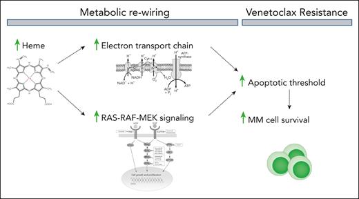 Heme enhances electron transport chain activity and promotes the activation of the growth-promoting RAS-RAF-MEK signaling cascade. This results in a metabolic reprogramming that elevates the apoptotic threshold of the cells, thereby inhibiting venetoclax-induced MM cell death.