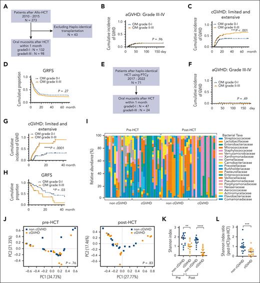 OM and dysbiosis correlated with cGVHD in allo-HCT recipients. (A) The study flow chart for the retrospective cohort of allo-HCT recipients excluding those that received a haploidentical HCT with antithymocyte globulin due to persistent disease and a high-risk comorbidity index is shown. Outcomes for patients with (grades 2-3) or without moderate-to-severe OM are shown (B-D). The statistical significance between the 2 groups in panels B and C was assessed using the Gray test to account for competing risks. (B) The cumulative incidence of aGVHD (grades 3-4) 180 days after allo-HCT between the 2 groups described in panel A is shown. (C) The cumulative incidence of cGVHD (limited and extensive) 60 months after allo-HCT is shown for patients with (grades 2-3) or without moderate-to-severe OM. (D) The cumulative proportion of GRFS 60 months after allo-HCT is shown for the patient groups described in panel A. Statistical significance between the 2 groups was determined using the log-rank test with aGVHD (grades 3-4), cGVHD (extensive), relapse, and death as events. (E) The study flow chart for the retrospective cohort of patients receiving a haplo-PTCy is shown. Outcomes for patients with (grades 2-3) or without moderate-to-severe OM are shown (F-H). The statistical significance between the 2 groups in panels F and G was assessed using the Gray test to account for competing risks. (F) The cumulative incidence of aGVHD (grades 3-4) 180 days after haplo-PTCy is shown for the patient groups described in panel E. (G) The cumulative incidence of cGVHD (limited and extensive) at 36 months after haplo-PTCy is shown for the patient groups described in panel E. (H) Cumulative proportion of GRFS at 36 months after haplo-PTCy is shown for the patient groups described in panel E. Statistical significance between the 2 groups was determined using the log-rank test with aGVHD (grades 3-4), cGVHD (extensive), relapse, and death as events. (I) The relative abundance of buccal mucosa microbiota (family level) preconditioning and at engraftment for patients who did or did not go on to develop cGVHD (n = 15 without cGVHD, n = 16 with cGVHD) is shown. (J) Principal coordinate analysis (PCoA) by analysis of molecular variance (AMOVA) of buccal mucosa microbiota family composition from each patient before conditioning and at engraftment for patients who did or did not go on to develop cGVHD (n = 15 without cGVHD, n = 16 with cGVHD) is shown. (K) α-Diversity (Shannon index) of buccal mucosa microbiota before and after HCT for each group are shown. Statistical significance between those with (n = 16) and without (n = 15) cGVHD was determined using the Mann-Whitney U test (∗∗P < .01; ∗∗∗P < .001). Error bars represent the mean ± the standard deviation (SD). (L) Changes in α-diversity (Shannon index) of buccal mucosa microbiota before conditioning and at engraftment for each group are shown. Shannon index ratio = Shannon index at engraftment/Shannon index before conditioning. Statistical significance between those with (n = 16) and without (n = 15) cGVHD was determined using the Mann-Whitney U test (∗∗P < .01). Error bars represent the mean ± the SD. PC, principal coordinate.