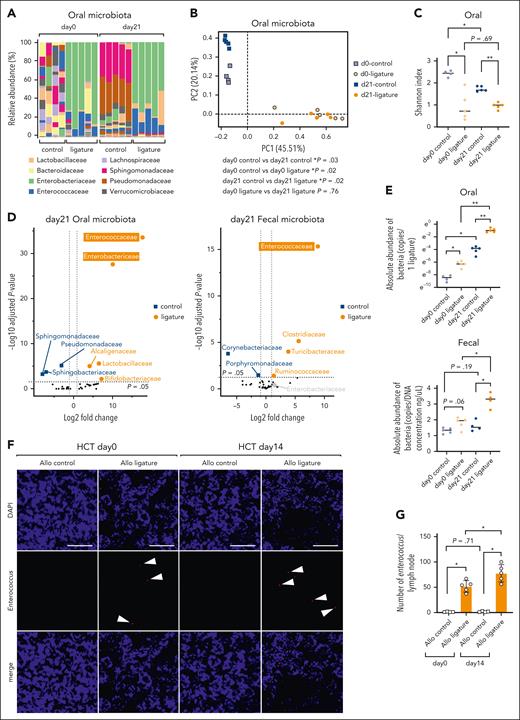 Oral dysbiosis enhanced Enterococcaceae expansion and translocation. (A) Relative abundance of oral microbiota (family level) in control and OLP mice at day 0 and day 21 after allogeneic (BALB/c recipients from B10.D2 donor grafts) HCT (n = 4-5 per group). (B) PCoA by AMOVA of family compositions of oral microbiota in the control and OLP group at day 0 and day 21 after allogeneic (BALB/c recipients from B10.D2 donor grafts) HCT (n = 4-5 per group). (C) α-Diversity (Shannon index) of oral microbiota in the control and OLP group at day 0 and day 21 after allogeneic (BALB/c recipients from B10.D2 donor grafts) HCT (n = 4-5 per group, ∗P < .05; and ∗∗P < .01 determined by the Mann-Whitney U test). Data represent means ± SDs. (D) Volcano plots of DESeq2 analysis showing the amplicon sequence variants identified to the family level features of oral and fecal microbiota that are differentially abundant between the control and OLP groups on day 21 after allo-HCT (BALB/c recipients from B10.D2 donor grafts, n = 4 to 5 per group). Blue- square (control) and orange-circle (OLP) dots represent family entities that are significantly abundant in each group with log2-fold change of >1. The black dots represent the family features whose abundance is similar between the 2 groups for which the P value is not significant or the log2-fold change is <1. (E) Quantitative polymerase chain reaction (qPCR) results for the absolute abundance of total microbiota attached to 1 ligature and fecal samples in the control and OLP groups on days 0 and 21 after allo-HCT (BALB/c recipients from B10.D2 donor grafts). Data show the mean ± SD (n = 4-5 per group, ∗P < .05; and ∗∗P < .01, estimated by the Mann-Whitney U test). Each dot indicates an individual mouse. (F) Representative Enterococcus immunofluorescence images in the cervical LNs of BALB/c recipients from B10.D2 donor grafts at day 0 and day 14 after HCT are shown. The top row shows nuclei stained with DAPI (4′,6-diamidino-2-phenylindole). The middle row shows Enterococcus stained with AF594 (arrowheads point to Enterococcus). The bottom row shows the merger of the top and middle rows (scale bar, 30 mm). (G) The number of Enterococcus in 1 cervical LN from control and ligature mice at day 0 and day 14 after allogeneic (BALB/c recipients from B10.D2 donor grafts) HCT, respectively, are shown (n = 4-5 per group, ∗P < .05 determined by the Mann-Whitney U test). Data represent means ± SDs. Panels F and G show data representative of 3 independent experiments.