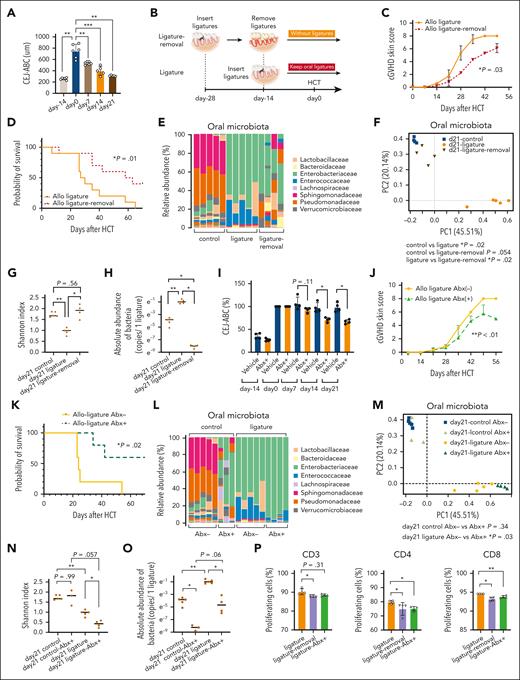 Removing ligatures and applying oral antibiotic ointment improved cGVHD by reducing allogeneic immune responses. (A) Improvement of CEJ-ABC measurement after removing ligatures without HCT. Day −14 is the day ligatures were inserted. Day 0 is the day ligatures were removed. Days 7, 14, and 21 indicate the time points after removing ligatures (day 0 vs each time point, n = 4-6 per group, ∗∗P < .01; and ∗∗∗P < .001 determined using a Mann-Whitney U test). Data represent means ± SDs. (B) The experiment protocol for ligature-removal experiments (C-H) is shown. “Ligature-removal” mice had ligatures inserted 28 days before HCT and removed 14 days before HCT. By contrast, ligatures were inserted 14 days before HCT in OLP mice and remained in place throughout HCT. (C-D) Representative cGVHD skin scores and OS of BALB/c recipients of B10.D2 donor grafts are shown. Statistical significance of cGVHD skin scores were analyzed using the Wilcoxon matched-pairs signed-rank test. Data represent means ± SEs (OLP allogeneic mice vs ligature-removal allogeneic mice, n = 5 per group). OS data were combined from 2 independent experiments. Statistical significance was determined using the log-rank test (OLP allogeneic mice vs ligature-removal allogeneic mice, n = 10 per group). (E) Relative abundance of oral microbiota (family level) in the allogeneic control, OLP, and ligature-removal mice on day 21 after HCT are shown (n = 4-5 per group). (F) PCoA by AMOVA of oral microbiota family composition of each mouse on day 21 after HCT is shown (n = 4-5 per group). (G) α-Diversity (Shannon index) of oral microbiota in the control, OLP, and ligature-removal groups on day 21 after HCT is shown (n = 4-5 per group, ∗P < .05; and ∗∗P < .01 determined using the Mann-Whitney U test). Data represent means ± SDs. (H) Total microbial burden per ligature in control, OLP, and ligature-removal group on day 21 after allo-HCT (BALB/c recipients from B10.D2 donor grafts) as determined by qPCR is shown. Data are mean ± SD (n = 4-5 per group, ∗P < .05; and ∗∗P < .01, estimated by Mann-Whitney U test). (I) Percentage CEJ-ABC lengths (relative to day 0) of untransplanted OLP mice on the day of ligature placement (day −14), on the day oral antibiotic therapy was started, on day 7 of oral antibiotics, on day 14 of oral antibiotics, and on day 21 of oral antibiotics are shown. Oral antibiotic ointment consisted of a combination of VCM, MINO, CLDM, metronidazole, and ciprofloxacin. Vehicle control mice received petroleum jelly (antibiotics treatment group vs vehicle group, each time point, n = 4 per group, ∗P < .05 determined using the Mann-Whitney U test). Data represent means ± SDs. (J-K) Representative cGVHD skin scores and OS of BALB/c recipients of B10.D2 donor grafts treated with or without oral antibiotic ointment from day 0 to day 35 after HCT are shown. Statistical significance of cGVHD skin scores were analyzed using a Wilcoxon matched-pairs signed-rank test. Data represent means ± SEs (OLP allogeneic mice without antibiotics vs OLP allogeneic mice with antibiotics, n = 5 per group). OS statistical significance was determined using the log-rank test (OLP allogeneic mice without antibiotics vs OLP allogeneic mice with antibiotics, n = 5 per group). (L) The relative abundance of oral microbiota (family level) in control mice, OLP mice treated with the antibiotic, and OLP mice not treated with antibiotics on day 21 after allo-HCT is shown (n = 3-5 per group). (M) PCoA by AMOVA of oral microbiota family composition of control mice, OLP mice treated with antibiotics, and OLP mice not treated with antibiotics on day 21 after allo-HCT is shown (n = 3-5 per group). (N) α-Diversity (Shannon index) of oral microbiota in control mice, OLP mice treated with antibiotics, and OLP mice not treated with antibiotics on day 21 after allo-HCT is shown (n = 4-5 per group, ∗P < .05; and ∗∗P < .01 determined using the Mann-Whitney U test). Data represent means ± SD. (O) Bacterial load per ligature in control mice, OLP mice treated with antibiotics, and OLP mice not treated with antibiotics on day 21 after allo-HCT (BALB/c recipients from B10.D2 donor grafts) measured by qPCR is shown. Data are mean ± SD (n = 3-5 per group, ∗P < .05; and ∗∗P < .01, estimated by Mann-Whitney U test). (P) DCs from the cervical LNs were isolated from BALB/c mice that had ligatures in place for 14 days before analysis; that had ligatures in place for 28 days before analysis and were treated with an oral antibiotic combination (VCM, CLDM, and MINO) 14 days before analysis; or that had ligatures placed 28 days before analysis but were removed 14 days before analysis. The DCs from each of these groups were used to stimulate T cells isolated from the spleens of C57BL/6 mice in MLRs for 48 hours. CD3, CD4, and CD8 T-cell proliferation are depicted as the percent that divided at least once determined by CellTrace violet dilution. Data represent means ± SDs (n = 4 per group, ∗P < .05; and ∗∗P < .01 determined using the Mann-Whitney U test). Panels C, J, and K show representative data of 3 independent experiments, and panel P shows representative data of 2 independent experiments.