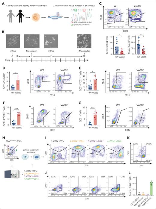 Generation and phenotypic characterization of iPSC-derived BRAFV600E/WT cells differentiating toward the monocytic lineage. (A) PBMCs of a patient with Langerhans cell histiocytosis (LCH) were reprogrammed into induced pluripotent stem cells (iPSCs) and then edited via CRISPR-associated protein 9 (Cas9) to introduce the V600E mutation in 1 endogenous BRAF allele as shown by Sanger sequencing. A synonymous mutation was introduced as part of the editing to prevent recutting by Cas9. A second iPSC line (ShiPS-miFF3) derived from a healthy infant was edited in similar way with Cas9 to introduce the V600E mutation in 1 endogenous BRAF allele. (B) Schematic of iPSCs differentiation toward CD14+ iMonocytes using STEMdiff Monocyte kit: a monolayer of iPSCs colonies is first differentiated toward mesoderm, then toward iHPCs, and finally toward CD14+ iMonocytes. First microscopy image on the left was acquired with a 5× air objective at room temperature on a Zeiss Axio Vert.A1 microscope; the remaining microscopy images were acquired with 20× objective with the same setup; scale bar, 100 μm. Images were processed with ImageJ. (C) Density plots of iPSCs at day 13 to 14 of monocytic differentiation showing smaller CD33−/CD34+ and CD33−/CD34− fractions for mutated than WT cells (n = 9). (D) BRAFV600E/WT iPSCs express CD14 at day 10 of differentiation, as shown by flow cytometry analysis (n = 5). (E) More BRAFV600E/WT iPSCs-derived CD14+ cells coexpressed CD11c than their WT counterpart as shown by flow cytometry analysis at day 13 of iMonocyte differentiation (n = 6). (F-G) BRAFV600E/WT develop unique CD14low/CD1c+ (n = 7) and CD1a+ (n = 8) populations that are missing in the WT isogenic control while they differentiate into iMonocytes as shown by flow cytometry density plots. (H) Schematic of developmental trajectory experiment. BRAFV600E/WT iPSCs differentiating toward iMonocytes were sorted in 4 fractions via fluorescence-activated cell sorting (FACS): (1) CD14−/CD1c−, (2) CD14low/CD1c−, (3) CD14high/CD1cint, and (4) CD14low/CD1c+. Each fraction was then cultured separately from the others for 4 days after which cells were restained and analyzed as shown in panel I and J. (I) Density plot showing the 4 fractions sorted in panel H analyzed after 4 days of culture: CD14−/CD1c− can reconstitute all other fractions but developmental potential decreases as cells differentiate toward CD14low/CD1c+ cells. (J) Same cells shown in panel I were also stained and gated for CD1a and CD207 expression to demonstrate that CD14low/CD1c+ fraction is enriched of CD1a+/CD207+ iLCH cells that derive from a CD14+ precursor and have a similar surface marker expression to lesional LCH cells. (K) Representative FACS plot of BRAFV600E/WT CD14low/CD1c+, sorted cells as in panel I and cultured for 7 days with granulocyte-macrophage colony-stimulating factor (GM-CSF), TNF-α, and transforming growth factor β1 (TGF-β1). (L) Quantification of CD1a+/CD207+ iLCH cells (n = 4) obtained from cells sorted as in panel I and cultured for 7 days with GM-CSF, TNF-α, and TGF-β1. For statistical significance of panels C-G unpaired parametric Student t test was used with Welch correction when variance was significant between groups, ∗P < .05, ∗∗P < .01, ∗∗∗P < .001, ∗∗∗∗P < .0001. All histograms except in panel L include replicates from patient-derived iPSCs as well as ShiPS-MIFF3 iPSCs cell line. iPSC, induced pluripotent stem cells; LCH, Langerhans cell histiocytosis.