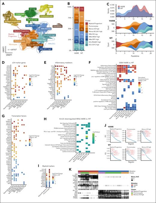 Transcriptomic regulation of inflammation and cell differentiation induced by BRAFV600E is cell type–specific and begins in myeloid progenitors. (A) Uniform manifold approximation and projection (UMAP) of 64 167 single living cells sequenced: 6 samples (3 × BRAFV600E/WT and 3 × BRAFWT/WT) were harvested at day 14, and 2 samples at day 11 (1 × BRAFV600E/WT and 1 × BRAFWT/WT) of differentiation toward iMonocytes. The main clusters discussed in this paper are highlighted as Myeloid Progenitors, Monocytes, and MΦs/DCs. (B) Frequencies of cell types between mutated and WT samples at day 14: BRAFV600E/WT samples show fewer Myeloid Progenitors and Promonocytes than BRAFWT/WT, consistent with a monocytic skewing induced by the mutation. (C) Pseudotime analysis using Monocle 339 of selected clusters showing that BRAFV600E/WT cells have higher density at later pseudotimes, supportive of their ability to differentiate faster than their WT counterpart. (D) Dot plots showing DEGs (adjusted P value <.05, positive fold change means higher in BRAFV600E/WT) associated with LCH and (E) inflammatory mediators. Dots for gene/cluster combinations, which are not significant, are not shown. (F) Gene set enrichment analysis (GSEA) shows that some pathways were uniquely enriched (adjusted P value <.05) for each cluster whereas others displayed similar normalized enrichment scores (NESs) among several clusters. A NES of >0 indicates positive enrichment in BRAFV600E/WT clusters. (G) Dot plot of differentially expressed TFs and modulators between clusters: most DEGs are in the Myeloid Progenitors and Monocyte clusters. Dots for gene/cluster combinations, which are not significant, are not shown. (H) Enrichr64 analysis of downregulated DEGs in mutated vs WT samples (adjusted P value <.05) with enrichment scores shown as negative log10 of their adjusted P value. The letter in brackets in panels F,H indicates the database of each ontology/pathway of the heat map: Reactome_2022 (R), Transcription_Factor_PPIs (T), GO_Biological_Process_2021 (G), Rare_Diseases_GeneRIF_ARCHS4_Predictions (D), MSigDB_Hallmark_2020 (M), and KEGG_2021_Human (K). (I) Dot plot of DEGs at day 11 of differentiation involved in myelomonocytic differentiation. BRAFV600E/WT induces downregulation of key genes associated with granulopoiesis (CEBPE, PRTN3, MPO, ELANE, and AZU1) and upregulation of monocyte-specific markers and TFs (MAFB, CD14, and S100A12). Dots for gene/cell type combinations, which are not significant, are not shown. (J) Regulon analysis showing the top 5 scoring regulons for Monos LYZ High, Myeloid Progenitors, and Promonocytes clusters in mutated and WT samples. (K) Heat map highlighting regulons that are uniquely present in either WT or mutated Monos LYZ High, Myeloid Progenitors, and Promonocytes clusters by showing their binary SCENIC area under the curve scores.