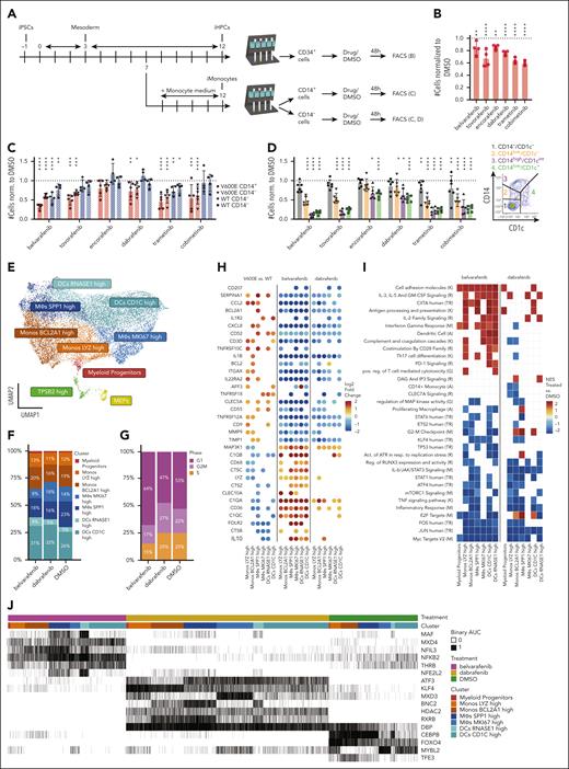 Effect of MAPKis on cell numbers and single-cell transcriptome of different populations of iPSC-derived myelomonocytic cells. (A) Schematic of drug treatments on BRAFV600E/WT and BRAFWT/WT iPSCs derived cells: at day 7 of the protocol, culture medium is either switched to monocyte differentiation medium to generate CD14+ iMonocytes or kept as medium B to generate CD34+ iHPCs. For both culture conditions, cells are harvested at day 12 and either sorted for CD34+ expression (iHPCs) or into CD14+ and CD14− fractions (iMonocytes). The separate fractions are cultured in 96-well plates with MAPKis or their respective DMSO/untreated controls for 48 hours. Cells are analyzed and counted via FACS. (B) Flow cytometry analysis of all living cell numbers for CD34+ BRAFV600E/WT iHPCs normalized to DMSO after 48 hours of treatment with different MAPKis (n = 4 for all drugs except for trametinib and cobimetinib which was n = 3). Dotted line equaling 1 indicates DMSO. (C) Flow cytometry analysis of numbers of all living cells normalized to DMSO for BRAFV600E/WT and BRAFWT/WT cells sorted at day 12 of monocytic differentiation into CD14+ and CD14− fractions then treated for 48 hours with different MAPKis (n = 6 for BRAFV600E/WT CD14− cells, n = 5 for BRAFV600E/WT CD14+ cells, and n = 4 for all BRAFWT/WT cells). Dotted line equaling 1 indicates DMSO. (D) CD14− fractions from BRAFV600E/WT samples were isolated at day 12 of monocytic differentiation and then treated for 48 hours with different MAPKis. Four different populations based on expression of CD14 or CD1C (same scheme as Figure 1H) were defined in flow cytometry and their numbers normalized to DMSO are shown (n = 6). Dotted line equaling 1 indicates DMSO. ∗P < .05, ∗∗P < .01, ∗∗∗P < .001, ∗∗∗∗P < .0001. Panels B-C include replicates from patient-derived iPSCs as well as ShiPS-MIFF3 iPSCs cell line. For the statistical analysis of panels B-D, log-transformed ratios of cell numbers in drugs/DMSO were used. A mixed multivariate model was used with different inhibitors (belvarafenib, tovorafenib, encorafenib, dabrafenib, trametinib, and cobimetinib) mutation status (V600E or WT) and fraction (CD14+, CD14−, or CD34+) as fixed effects. Pairwise post-hoc testing was carried out using the Tukey method. (E) UMAP of integrated scRNA-seq data set comprising 16 502 cells generated from fraction sorted as shown in supplemental Figure 8A. For the annotation, the same labels as in Figure 2 were used. (F-G) Bar plots showing the distribution of cell clusters and cell cycle phases among treated samples. (H) Dot plots showing DEGs (adjusted P value <.05, log2-fold change of less than −0.5 or >0.5) between V600E vs WT samples (left, data set from Figure 2), belvarafenib- vs DMSO-treated cells (center), or dabrafenib- vs DMSO-treated cells (right) among the same clusters. A positive log2-fold change indicates higher expression in V600E vs WT or in treatment vs DMSO. Transcripts that are upregulated in BRAFV600E/WT vs BRAFWT/WT cells are downregulated upon treatment and vice versa. Dots for gene/cluster combinations, which are not significant, are not shown. (I) GSEA shows pathways that are positively (NES > 0) or negatively enriched (NES < 0) in treated vs DMSO cells. Some ontology terms have a similar score between dabrafenib- and belvarafenib-treated cells whereas others are only enriched in 1 of the 2 drugs or are negatively enriched for 1 inhibitor but positively enriched for the other. The letter in brackets indicates the database of each ontology/pathway of the heat map: Reactome_2022 (R), GO_Biological_Process_2021 (G), MSigDB_Hallmark_2020 (M), KEGG_2021_Human (K), TRRUST_Transcription_Factors_2019 (TR), and Azimuth_Cell_Types_2021 (A). (J) Heat map highlighting selected regulons, analyzed using the SCENIC40 package, that are present in either belvarafenib-, dabrafenib-, or DMSO-treated samples.
