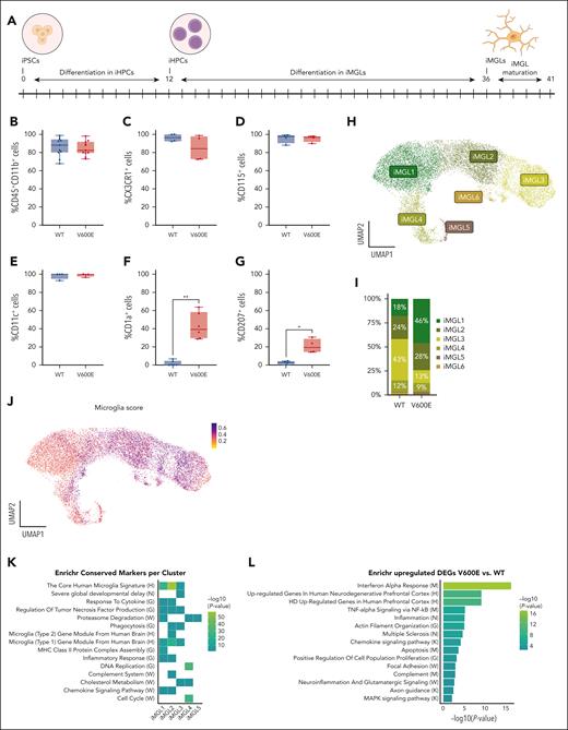 Differentiation of iMGLs from patient-derived iPSCs. (A) Schematic of differentiation of human patient-derived BRAFV600E/WT iPSCs into microglia. iPSCs were first differentiated into iHPCs for 12 days and then further differentiated into iMGLs for 24 days, followed by 4 to 10 days of iMGL maturation (B-E) Bar plot showing the differentiation efficiency of iHPCs toward iMGLs at day 5 of iMGL maturation of 4 independent experiments (except for panel B in which n = 11) determined by expression of lineage markers CD11b and CD45 (B), fractalkine receptor CX3CR1 (C), CD115 (macrophage colony-stimulating factor receptor) (D), and CD11c (E). (F) Bar plot showing the expression of LCH surface markers CD1a and CD207 (G) via flow cytometry of 6 or 4 independent experiments, respectively. Paired parametric Student t test was used when variance was significant between groups, ∗P < .05, ∗∗P < .01. (H) UMAP of 16 818 single living cells sequenced for scRNA-seq; 5 samples (3 × BRAFV600E/WT and 2 × BRAFWT/WT) were collected at day 5 of iMGL maturation. Unsupervised clustering identified 6 iMGL clusters named iMGL1-6. (I) Bar plot showing the distribution of BRAFV600E/WT and BRAFWT/WT cells in the different clusters. Frequencies of <2% are not shown in the bar plot. (J) A microglia marker score was calculated based on the expression of 12 genes (AIF1, C1QA, CSF1R, CD74, C3, CX3CR1, MERTK, P2RY12, TREM2, TYROBP, ITGAM, and ITGAX), commonly used as microglia marker genes. (K) Enrichr64 analysis for specific markers per cluster of the iMGL data set and (L) for genes upregulated in BRAFV600E/WT iMGLs in comparison to BRAFWT/WT iMGLs. Letter in brackets in panels K-L indicates the database for each ontology/pathway of the heat map or bar plot, respectively: WikiPathway 2023 (W), HDSigDB Human 2021 (H), DisGeNET (N), GO_Biological_Process_2021 (G), MSigDB_Hallmark_2020 (M), and KEGG_2021_Human (K).