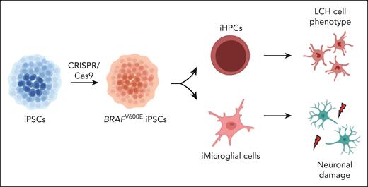 BRAFV600E-mutated PSCs. Abagnale et al induced PSCs from the peripheral blood mononuclear cells of 2 subjects (1 with childhood-onset LCH, 1 healthy control). They, then, performed genome editing with CRISPR/Cas9 to obtain iPSCs with the BRAFV600E mutation. The authors differentiated these cells into various cell lineages, including CD34+ iHPCs and iMGLs. They found that (1) the iHPCs spontaneously acquired key features of LCH histiocytes and (2) the iMGLs induced neurodegeneration.
