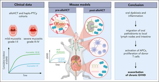 Exploring the role of the oral microbiome in cGVHD. In a clinical allo-HCT cohort, the cumulative incidence of cGVHD was associated with profound OM. In a mouse model, OLP was used to induce oral inflammation and dysbiosis. Findings from these experiments revealed oral pathobionts in the local LNs and the intestine, as well as the activation of antigen-presenting cells (APCs) and proliferation of donor T cells, likely contributing to cGVHD exacerbation. Figure created with BioRender.com.