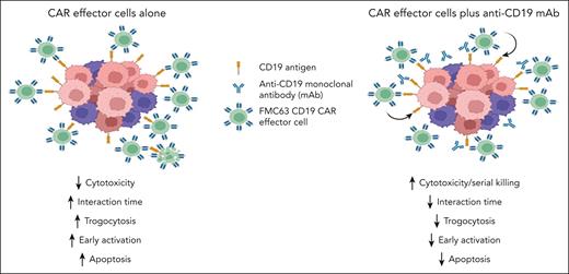 Schematic representation of the effects of concurrent treatment with an anti-CD19 mAb and FMC63 CD19 CAR effector cells in preclinical models.
