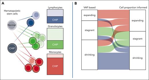 Driver mutations in CH are found in distinct proportions of lymphocytes, granulocytes, and monocytes. (A) The cellular composition of blood samples significantly influences VAF measurements; thus, changes in VAF are susceptible to confounding by exposure and clinical conditions influencing cell type proportions. (B) Cell proportion informed predictions of VAF using data from methylation sequencing result in more accurate predictions of clonal trajectories, reclassifying the behavior of 57.1% of clones. CHIP, clonal hematopoiesis of indeterminate potential. See Figures 1A and 2D in the article by Parker et al that begins on page 988.