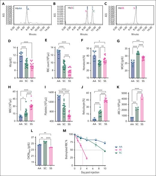 Derivation of HbSC mice and their hematological characteristics. (A-C) HPLC analysis on the peripheral blood of HbSC founder mouse along with HbAA (AA) and HbSS (SS) controls, showing expression of HbA (A), both HbS and HbC in the HbSC (SC) (B), and HbS (C). (D-I) Complete blood counts of blood from AA, SC, and SS mice, performed on the HT-5 hematology analyzer. Hb concentration (D), RBC counts (E), hematocrit (%) (F), MCHC (G), WBC counts (H), and platelets (I) are shown. (J) The percentage of reticulocytes was determined by flow cytometry on peripheral blood stained with thiazole orange. ARC (K) and CHCMRetic (L) were analyzed using the reticulocyte channel using the ADVIA-2010 hematology analyzer. For panels D through L: each symbol represents an individual mouse, and bars represent mean ± standard error of the mean. Statistics were performed using analysis of variance (ANOVA). ∗P < .05; ∗∗P < .01; ∗∗∗P < .001; ∗∗∗∗P < .00001. (M) RBC half-life was determined by serial blood analysis by flow cytometry for the percentage of biotinylated RBCs remaining after an initial intravenous injection of N-hydroxysulfosuccinimidobiotin. Symbols represent mean ± standard error of the mean of 3 to 5 mice per group. ARC, absolute reticulocyte count; WBC, white blood cell.