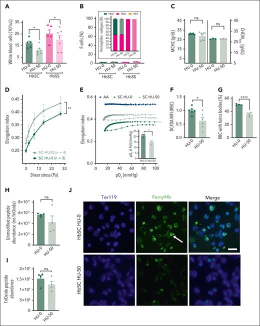 Non-HbF effects of HU on HbSC RBC parameters and rheology. Adult SC and SS mice, 10 to 12 weeks of age, were treated with HU, 50 mg/kg (HU-50), or PBS (HU-0) intraperitoneally, 3 times a week for 4 weeks, and the peripheral blood was analyzed. (A) White blood cell counts. (B) No upregulation of HbF was observed both by HPLC or F-cell staining. The Hb subtypes, determined by HPLC, are shown in stacked bars (inset), and the F-cell percentage by flow cytometry is also shown. Panels C through J show RBC characteristics of HbSC mice that received HU-0 and HU-50, whereas similar data on HbSS mice are shown in supplemental Figure 5. (C) MCHC in the erythrocytes of HbSC mice is shown in the left panel, and the CHCMRetic in the right panel. (D) RBC deformability (EI), determined at normoxia across a range of shear stresses, is shown. (E) Sickling kinetics of the HbSC RBCs were analyzed using oxygen-scan ektacytometry at constant shear stress, and EI was measured with increasing hypoxia, followed by reoxygenation. The average RBC deformability curves of each group are shown. The pO2 PoS determined from these curves is shown in the inset. (F) Reactive oxygen species in HbSC and HbSS RBCs treated with HU-50 or HU-0 were analyzed by DCFDA staining and flow cytometry. The relative MFI, normalized to HU-0 group, is shown. (G) The percentage of Heinz-body–positive RBCs in HbSC and HbSS RBCs treated with HU-50 or HU-0 is shown. A minimum of 600 RBCs was counted per group. Representative pictures of the original blood smears with RBCs stained for Heinz bodies and controls are shown in supplemental Figure 8C-D. Unmodified peptide abundance (no trioxide; H) and cysteine-93 peptide abundance (I) was measured in 110 000 ghost RBCs from HbSC and HbSS mice treated with HU-50 or HU-0 based on trypsin digestion and comparative profiling by mass spectrophotometry. (J) Immunofluorescence imaging of ferryl Hb in RBCs from HbSC mice HU-0 (top) or HU-50 (bottom). Anti–ferryl Hb (green) and Ter119 (blue) staining were visualized on an EVOS 7000 (ThermoFisher Scientific) using a 60× coverslip-corrected objective (Olympus) and analyzed in the EVOS analysis software (ThermoFisher Scientific). Scale bar, 10 μm. For panels A through C, and F and G: each symbol represents an individual sample, and bars represent mean ± standard error of the mean. Curves in panels D through E represent average values of 3 to 4 mice per group. Statistics were performed using ANOVA. ∗P < .05; ∗∗P < .01; ∗∗∗∗P < .00001. DCFDA, 5′,6′-chloromethyl-2′,7′-dichlorodihydrofluorescein diacetate; MFI, mean fluorescence intensity.