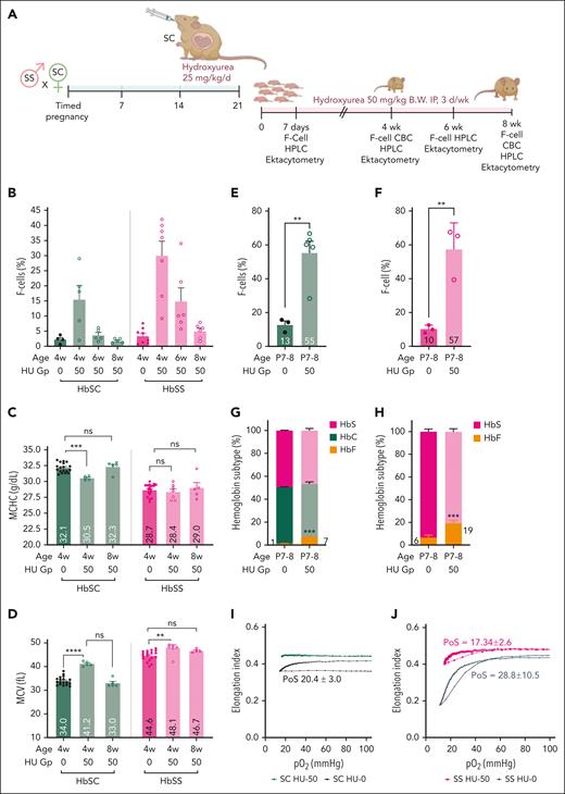 HbF differentially affects HbSC RBC parameters, improving HbSC RBC hydration at low levels and ameliorating sickling at modest levels. (A) Experimental design for panels B through F. HbSC female mice were time-mated with HbSS male mice to get a ∼50:50 ratio of HbSS and HbSC pups. Pregnant females were treated with 25 mg/kg BW HU by oral gavage from day 15 through day 21 of gestation. All pups born from the HU-treated pregnant females were treated with HU 50 mg/kg BW intraperitoneally (IP), 3 days per week for 8 weeks (HU-50 group). Control pregnant females and pups received the same volume of PBS by oral gavage or IP injections, respectively (HU-0 group). A limited amount of blood was collected pragmatically to allow serial analysis on the same set of mice. Hence, microbleeds were done at the indicated time points for quantifying F cells by flow cytometry. When the pups were 4 and 8 weeks old, blood was collected for both F-cell and CBC analyses. The data from these experiments are shown in panels B through F. Experimental design for panels G through I: in 1 experiment, we euthanized pups at P7 to P8 to obtain sufficient blood for HPLC, F cell, and oxygen-gradient ektacytometry. (B) Percent F cells determined using flow cytometry are shown at different ages indicated on the X-axis. (C-D) CBC analysis performed at 4 and 8 weeks is shown. The MCHC (C) and MCV (D)are shown. Percent F cells in 7-to-8-day-old HbSC pups (E) and HbSS (F) treated with the HU-0 and HU-50 groups, determined by flow cytometry, are shown. The HbF, HbC, and HbS percentage by HPLC analysis on the P7 to P8 pups in HbSC (G) and HbSS (H) are shown. Oxygen-gradient ektacytometry performed on the P7 to P8 pups HbSC (I) and HbSS (J) mice treated with HU-0 or HU-50. The PoS is shown on the curve. Each symbol represents an individual mouse, and the bars represent mean ± standard error of the mean. The oxygen-gradient ektacytometry curves represent the means of 3 mice per group. Statistics were performed using ANOVA. ∗∗P < .01; ∗∗∗P < .0001; ∗∗∗∗P < .00001. CBC, complete blood count; d, day; Gp, group; w or wk, week.