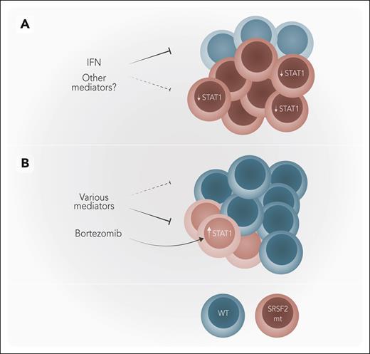 Model for the role of bortezomib in SRSF2-mutated MDS. (A) In SRSF2-mutant (mt) MDS, IFN only suppresses WT cells with SRSF2-mt cells being spared as they have lower levels of STAT1. (B) Bortezomib upregulates STAT1 in SRSF2-mt cells rendering them sensitive to IFN, allowing a relative expansion of WT cells, which are not affected by bortezomib. Normal WT hematopoietic cells are depicted in blue and SRSF2-mt cells in burgundy. Professional illustration by Somersault18:24.