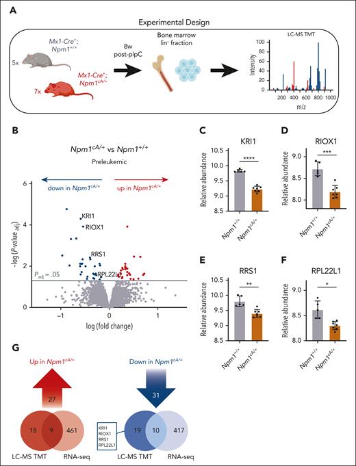 Reduced abundance of ribosomal proteins in Npm1cA/+ hematopoietic progenitors. (A) Workflow for global quantitative proteomic study of lineage-negative (lin–) bone marrow–derived hematopoietic progenitors using TMT. Preleukemic Npm1cA/+ (n = 7) vs Npm1+/+ (n = 5) murine hematopoietic progenitors were collected 8 weeks after Mx1-Cre induction with pIpC. (B) Volcano plot revealing relative protein abundances in preleukemic Npm1cA/+ vs Npm1+/+ lin– progenitors. (C-F) Relative abundance of selected ribosome-related proteins in Npm1cA/+ vs Npm1+/+ lin– progenitors. (G) Overlap between messenger RNAs (RNA-seq) and proteins (LC-MS) that were significantly over- or under-expressed in preleukemic Npm1cA/+ vs Npm1+/+ lin– cells. Panel B, unpaired t test with multiple-hypothesis–testing correction (FDR; Benjamini-Hochberg). (C-F) Unpaired t test with multiple-hypothesis–testing correction (FDR; Benjamini-Hochberg). ∗P ≤ .05; ∗∗P ≤ .01; ∗∗∗P ≤ .001; ∗∗∗∗P ≤ .0001. Data represent n = 7 (Npm1cA/+) or n = 5 (Npm1+/+) biological replicates (mean ± SD). FDR, false discovery rate; LC-MS TMT, liquid chromatography mass spectrometry, tandem mass tagging; pIpC, polyinosinic:polycytidylic acid. Panels A and G were created with BioRender.com. Vassiliou, G. (2025) https://BioRender.com/9tt8kww.