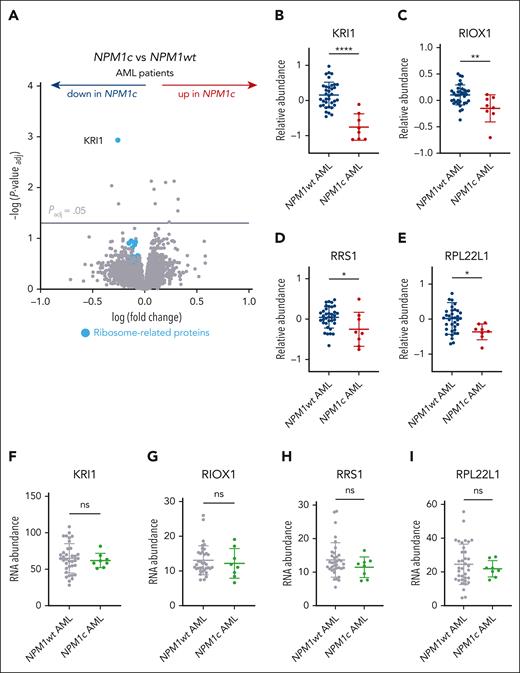 Depletion of ribosome processing factors in human NPM1c+ AML. (A) Volcano plot of protein abundance in bone marrow samples from NPM1c+ (n = 8) vs NPM1wt (n = 36) human de novo AMLs.22 (B-I) Relative protein (B-E) or RNA abundance (F-I) of selected ribosome-related candidates in NPM1c+ (n = 8) vs NPM1wt (n = 36) AML patients (mean ± SD). Panel A, unpaired t test with multiple-hypothesis–testing correction (FDR, Benjamini-Hochberg method). (B-I) Unpaired t test was used to calculate P values between groups. ∗P ≤ .05; ∗∗P ≤ .01; ∗∗∗∗P ≤ .0001. ns, nonsignificant. Data available in Kramer et al.22